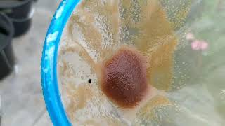 How to culture daphnia moina in a small container Part 1 English Subtitle [upl. by Pearman]