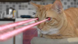 Cat with laser eyes [upl. by Mahon927]