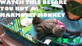 Where To Buy Your PET Marmoset Monkey [upl. by Aharon]