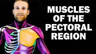 UPPER LIMB MUSCLES 16  PECTORAL REGION [upl. by Rehpotsihc]