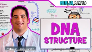 Cell Biology  DNA Structure amp Organization 🧬 [upl. by Elletnuahs27]