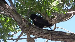 American Crow Rattle Vocalization [upl. by Yentihw]