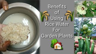 Benefits of using Rice water for garden plants  Organic fertilizer Seed Basket [upl. by Issak721]