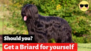 Briard  Should You Get Yourself This Amazing Breed [upl. by Annuahsal585]