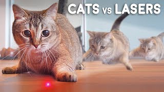 Cats vs Lasers [upl. by Hendrix]