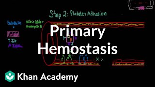 Primary hemostasis  Advanced hematologic system physiology  Health amp Medicine  Khan Academy [upl. by Rother]