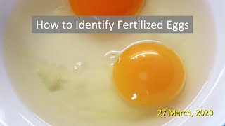 How to Identify Fertilized Eggs [upl. by Bobbette]