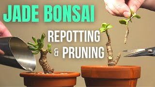 Jade plant Bonsai repotting and pruning [upl. by Buckels]