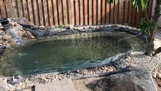 Low budget DIY Koi Pond [upl. by Nnairda]