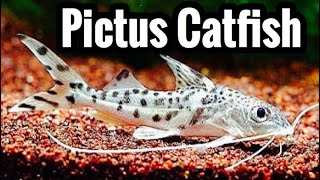 Pictus Catfish Care Guide [upl. by Ydoj696]