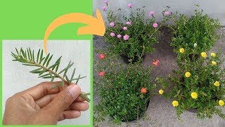 How to Grow Moss Rose Portulaca and Purslane from Cuttings [upl. by Swec]