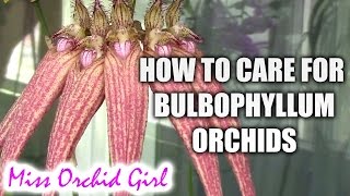 How to care for Bulbophyllum orchids  watering fertilizing reblooming [upl. by Aneej]