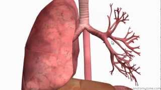 Respiratory System Introduction  Part 2 Bronchial Tree and Lungs  3D Anatomy Tutorial [upl. by Epoh]