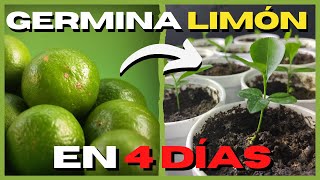 Como GERMINAR semillas de LIMÓN RAPIDO 🍋 PASO A PASO [upl. by Maghutte]