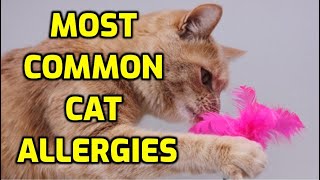 Types Of Allergies In Cats 8 Most Common Causes [upl. by Wyck]