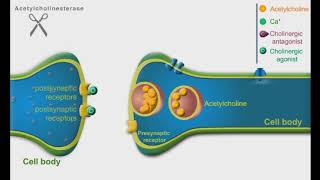 Cholinergic Agonists and Antagonists animation video [upl. by Indira377]