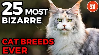 25 Most BIZARRE Cat Breeds Ever [upl. by Acired]