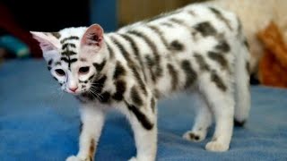 15 very expensive and rare cat breeds [upl. by Baese468]