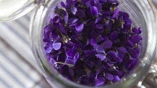 Making Perfume from Violets Enfleurage  Fresh P [upl. by Alenson234]