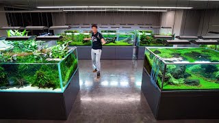 ADA Nature Aquarium Gallery Full Tour [upl. by Kohler444]