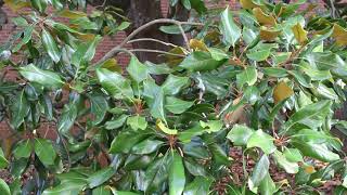 Southern magnolia Magnolia grandiflora  Plant Identification [upl. by Duky313]