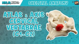 Atlas amp Axis Cervical Vertebrae C1C2 Anatomy [upl. by Nyre]