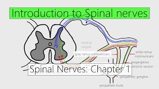 Spinal Nerves Introduction  Nervous system  4K  Chapter 1 [upl. by Aiekahs]