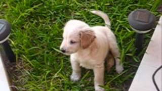 golden retriever cachorro 1 MES [upl. by Ralleigh952]