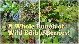 Wild Edible Berries  Foraging for Berries Found in the Pacific Northwest Interior of BC and More [upl. by Rehpotsrihc]