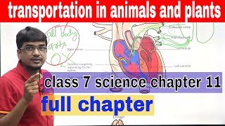 class 7 science chapter 11 transportation in animals and plants [upl. by Adnilym320]