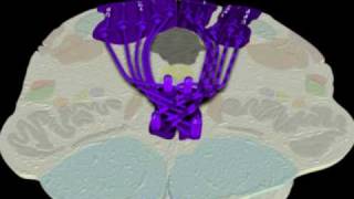 Neuroanatomy  The Dorsal ColumnMedial Lemniscus Tract in 3D [upl. by Nica]