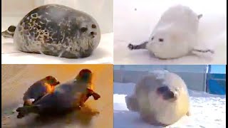 The ULTIMATE bouncing SEALS video [upl. by Sheffie]