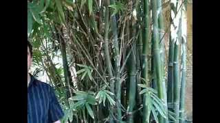 How to grow big timber bamboo [upl. by Nnaacissej]