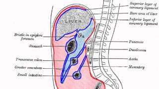 Peritoneal Cavity  Part 1  Anatomy Tutorial [upl. by Orfinger]