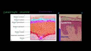 Introduction to Skin Cancer 1 Basic Histology and Anatomy [upl. by Buchalter]