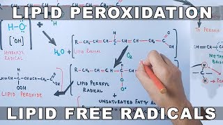 Mechanism of Lipid Peroxidation [upl. by Vil]