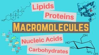 Macromolecules  Classes and Functions [upl. by Ssirk597]