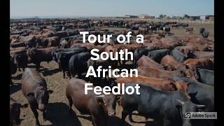 Tour of a South African Feedlot [upl. by Ellehcen]