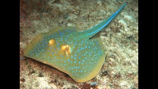 Facts The Bluespotted Ribbontail Ray Bluespotted Stingray [upl. by Rajewski6]