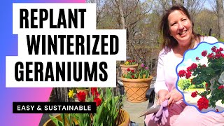 Replant Overwintered Geraniums Quick Easy Sustainable Gardening Hack for NonStop Flower Display [upl. by Crain]