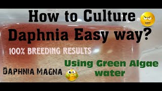 Daphnia MagnaHow to Culture Daphnia Easy wayCulturing Daphnia using Green water Daphnia [upl. by Kisung]