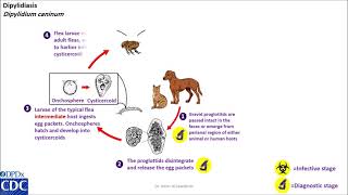 Dipylidium caninum life cycle [upl. by Zorine]