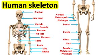 The skeletal system 🦴  Bones of the human body [upl. by Giacopo]