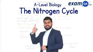 The Nitrogen Cycle  ALevel Biology [upl. by Dominique]