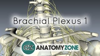 Brachial Plexus  Branches  3D Anatomy Tutorial [upl. by Roberto]