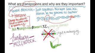 What are TransposonsTransposable Elements [upl. by Amleht231]