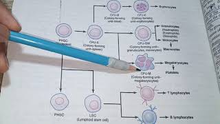 Hematopoiesisblood cell formationgenesis of blood [upl. by O'Brien]