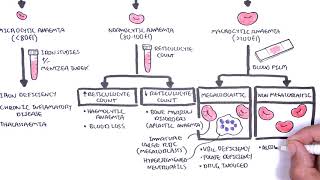 Anaemia anemia  classification microcytic normocytic and macrocytic and pathophysiology [upl. by Nailij630]