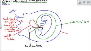 Extraembryonic Membranes [upl. by Moht20]