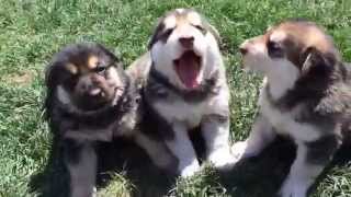 Crying German Shepherd puppies [upl. by Honorine]